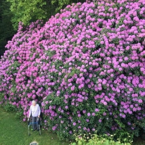 rhododendrongem